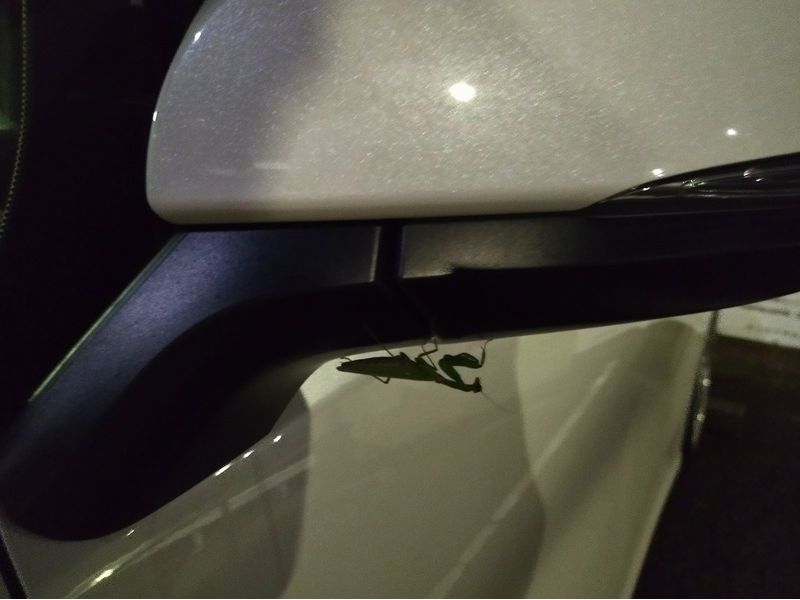 Encounter a mantis – JDM Yamato